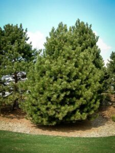 Сосна Чёрная (Pinus Nigra) купить по цене от 270.00р. в интернет-магазине «Посадика» с доставкой почтой в в Ковдоре и по всей России – [изображение №1].