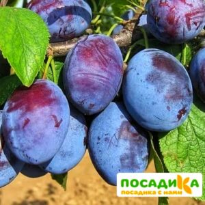 Слива Чачакская ранняя купить по цене от 229.00р. в интернет-магазине «Посадика» с доставкой почтой в в Ковдоре и по всей России – [изображение №1].