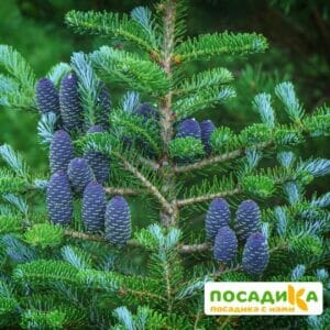 Пихта корейская (Abies koreana) купить по цене от 450.00р. в интернет-магазине «Посадика» с доставкой почтой в в Ковдоре и по всей России – [изображение №1].