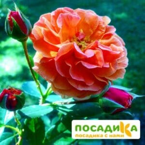 Роза Арабия купить по цене от 350.00р. в интернет-магазине «Посадика» с доставкой почтой в в Ковдоре и по всей России – [изображение №1].