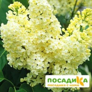 Сирень Примроуз (Primrose) купить по цене от 529.00р. в интернет-магазине «Посадика» с доставкой почтой в в Ковдоре и по всей России – [изображение №1].