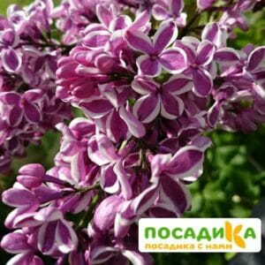 Сирень Сенсация купить по цене от 529.00р. в интернет-магазине «Посадика» с доставкой почтой в в Ковдоре и по всей России – [изображение №1].