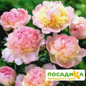 Пион Распберри Сандей (Paeonia Raspberry Sundae) купить по цене от 959р. в интернет-магазине «Посадика» с доставкой почтой в в Ковдоре и по всей России – [изображение №1].