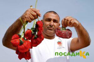 Клубника Гигант Джорнея купить по цене от 266р. в интернет-магазине «Посадика» с доставкой почтой в в Ковдоре и по всей России – [изображение №1].