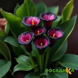 Калла Аура Лейс купить по цене от 400р. в интернет-магазине «Посадика» с доставкой почтой в в Ковдоре и по всей России – [изображение №1].