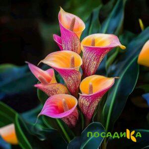 Калла Оникс купить по цене от 450р. в интернет-магазине «Посадика» с доставкой почтой в в Ковдоре и по всей России – [изображение №1].