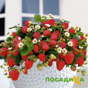 Клубника Рубиновый Шепот (горшечная) купить по цене от 240р. в интернет-магазине «Посадика» с доставкой почтой в в Ковдоре и по всей России – [изображение №1].