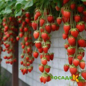 Клубника вьющаяся Комплимент купить по цене от 470р. в интернет-магазине «Посадика» с доставкой почтой в в Ковдоре и по всей России – [изображение №1].