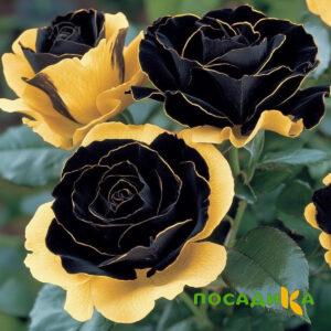 Роза Ханни Сикл купить по цене от 700р. в интернет-магазине «Посадика» с доставкой почтой в в Ковдоре и по всей России – [изображение №1].