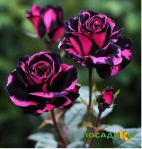 Роза Багровый Шепот купить по цене от 366р. в интернет-магазине «Посадика» с доставкой почтой в в Ковдоре и по всей России – [изображение №1].