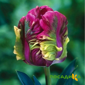 Тюльпан Экзотик Хэвен купить по цене от 186р. в интернет-магазине «Посадика» с доставкой почтой в в Ковдоре и по всей России – [изображение №1].