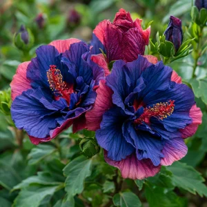 Гибискус Роуз Шайн купить по цене от 360р. в интернет-магазине «Посадика» с доставкой почтой в в Ковдоре и по всей России – [изображение №1].