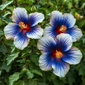 Гибискус Илюжн Вилью купить по цене от 259р. в интернет-магазине «Посадика» с доставкой почтой в в Ковдоре и по всей России – [изображение №1].