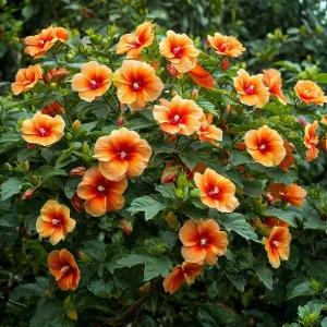 Гибискус Кристал Рэй купить по цене от 458р. в интернет-магазине «Посадика» с доставкой почтой в в Ковдоре и по всей России – [изображение №1].