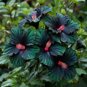 Гибискус Пикок Плюм купить по цене от 490р. в интернет-магазине «Посадика» с доставкой почтой в в Ковдоре и по всей России – [изображение №1].