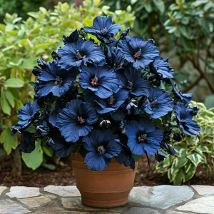 Гибискус Селестиал Флейм купить по цене от 326р. в интернет-магазине «Посадика» с доставкой почтой в в Ковдоре и по всей России – [изображение №1].