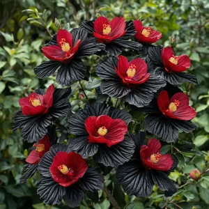 Гибискус Ройял Афеа купить по цене от 460р. в интернет-магазине «Посадика» с доставкой почтой в в Ковдоре и по всей России – [изображение №1].