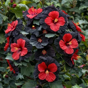 Гибискус Шиммеринг купить по цене от 720р. в интернет-магазине «Посадика» с доставкой почтой в в Ковдоре и по всей России – [изображение №1].