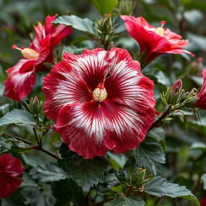 Гибискус Пурпл Мистик купить по цене от 360р. в интернет-магазине «Посадика» с доставкой почтой в в Ковдоре и по всей России – [изображение №1].