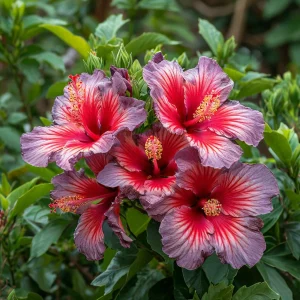 Гибискус Кримсон Флейм купить по цене от 479р. в интернет-магазине «Посадика» с доставкой почтой в в Ковдоре и по всей России – [изображение №1].