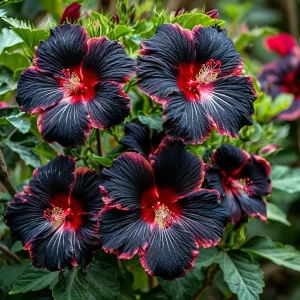 Гибискус садовый Файер Дэнсер купить по цене от 450р. в интернет-магазине «Посадика» с доставкой почтой в в Ковдоре и по всей России – [изображение №1].